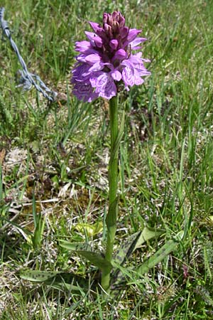 Dactylorhiza maculata \ Gefleckte Fingerwurz, Geflecktes Knabenkraut / Spotted Orchid, F  Pyrenäen/Pyrenees, Port d'Envalira 26.6.2008 