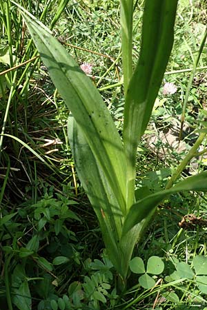 Dactylorhiza maculata \ Gefleckte Fingerwurz, Geflecktes Knabenkraut / Spotted Orchid, F  Pyrenäen/Pyrenees, Canigou 24.7.2018 