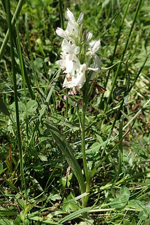 Dactylorhiza maculata \ Gefleckte Fingerwurz, Geflecktes Knabenkraut / Spotted Orchid (Farbvariante / Color-Variant), F  Pyrenäen/Pyrenees, Canigou 24.7.2018 