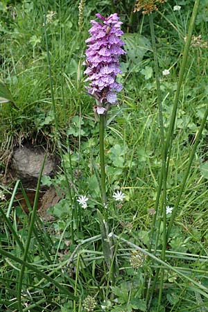 Dactylorhiza maculata \ Gefleckte Fingerwurz, Geflecktes Knabenkraut / Spotted Orchid, F  Pyrenäen/Pyrenees, Canigou 24.7.2018 