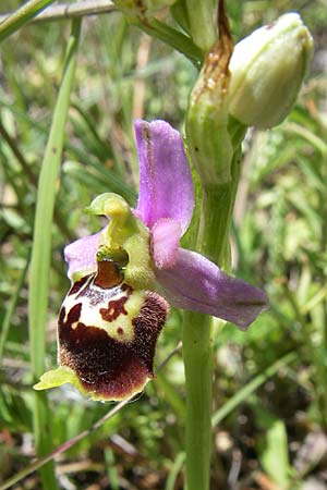 Ophrys druentica / Durance Late Spider Orchid, F  La-Palud-sur-Verdon 23.6.2008 