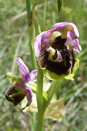 Ophrys druentica \ Durance-Hummel-Ragwurz, F  La-Palud-sur-Verdon 23.6.2008 