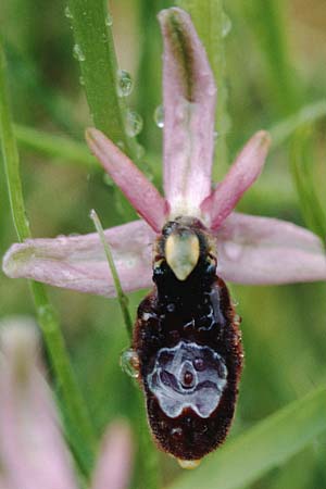 Ophrys drumana \ Drome-Ragwurz / Drome Ophrys, F  Beaufort-sur-Gervanne 12.5.1996 