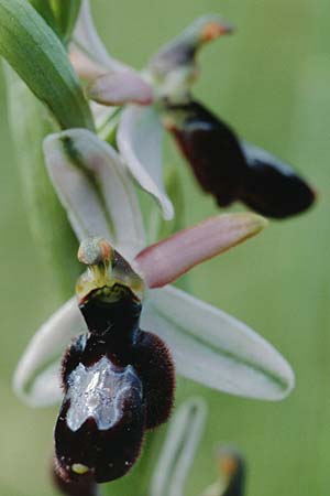 Ophrys drumana \ Drome-Ragwurz, F  Beaufort-sur-Gervanne 11.5.2000 