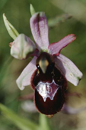 Ophrys drumana \ Drome-Ragwurz / Drome Ophrys, F  Beaufort-sur-Gervanne 11.5.2000 