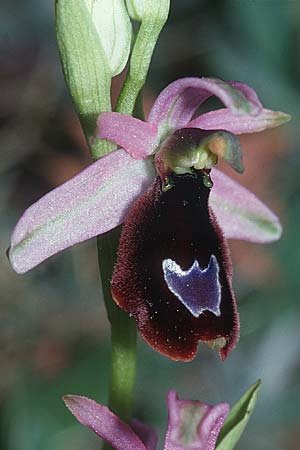 Ophrys drumana \ Drome-Ragwurz / Drome Ophrys (?), F  Bagnols-en-Foret 30.4.2001 