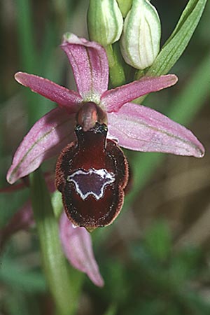 Ophrys drumana \ Drome-Ragwurz / Drome Ophrys, F  Dept. Drome 1.5.2001 