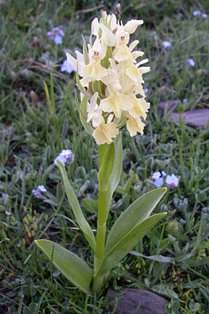 Dactylorhiza sambucina / Elder-flower Orchid, Adam-and-Eve, F  Col de Granon 22.6.2008 