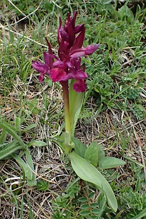 Dactylorhiza sambucina \ Holunder-Fingerwurz, Holunder-Knabenkraut / Elder-Flower Orchid, Adam-and-Eve, F  L'Authion 18.5.2026 