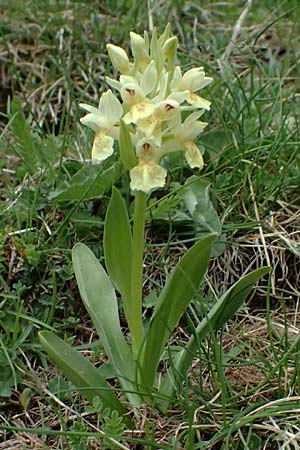 Dactylorhiza sambucina \ Holunder-Fingerwurz, Holunder-Knabenkraut / Elder-Flower Orchid, Adam-and-Eve, F  L'Authion 18.5.2026 
