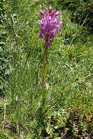 Dactylorhiza savogiensis \ Savoyen-Fingerwurz, Savoyen-Knabenkraut / Savoyan Orchid, F  Pyrenäen/Pyrenees, Mont Louis 3.8.2018 