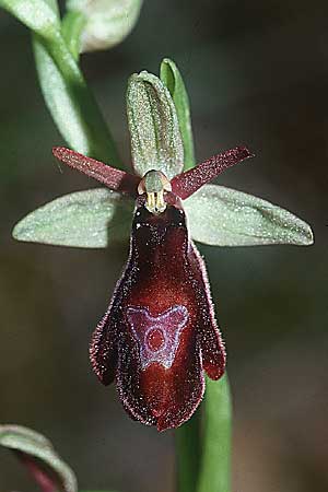 Ophrys drumana x insectifera, F   Dept. Drome 1.5.2001 