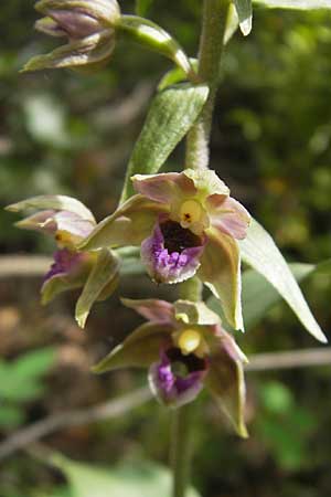 Epipactis helleborine \ Breitblättrige Ständelwurz / Broad-Leaved Helleborine, F  Lac de Salagou 4.6.2009 