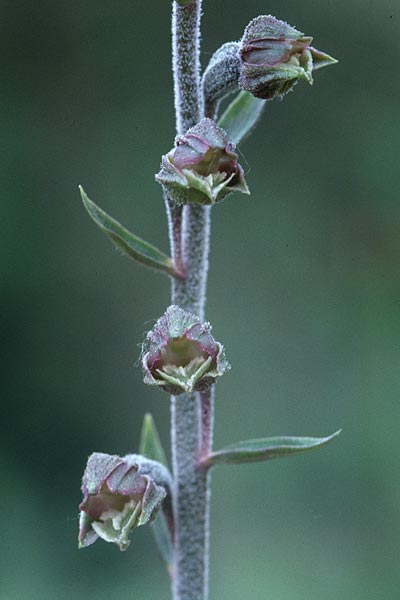 Epipactis microphylla \ Kleinblättrige Ständelwurz, F  Maures, Les Pins Parasols 10.5.2000 