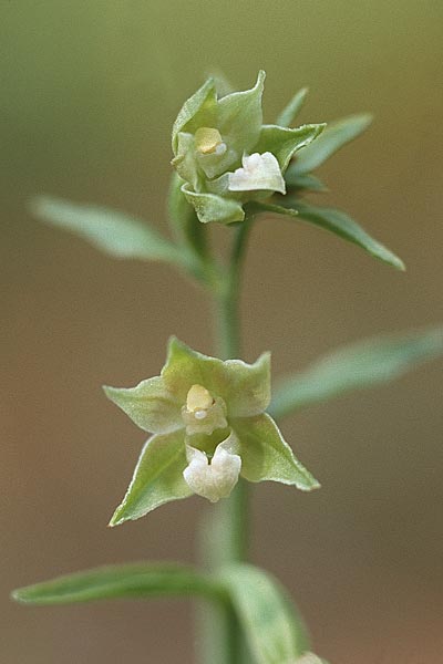 Epipactis phyllanthes \ Grünblütige Ständelwurz / Green-flowered Helleborine (olarionensis, mit Rostelldrüse / olarionensis, with rostellum), F  Dept. Vendée,Les-Sables-d'Olonne 4.7.1998 