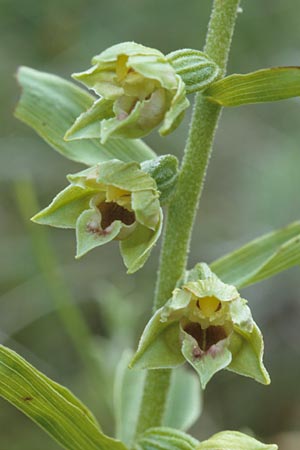 Epipactis provincialis \ Provence-Ständelwurz, F  Rochefort-en-Valdaine 28.5.2000 