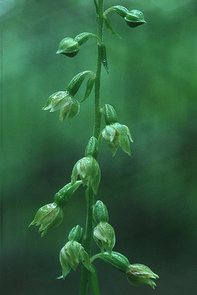 Epipactis fibri \ Biber-Ständelwurz / Beaver Helleborine, F  Vienne 27.7.2000 