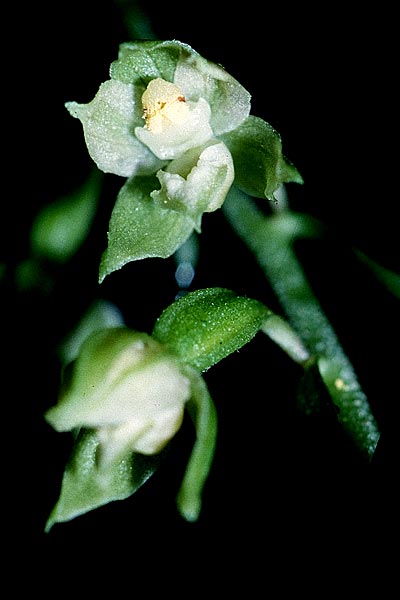 Epipactis fibri \ Biber-Ständelwurz / Beaver Helleborine, F  Vienne 27.7.2000 