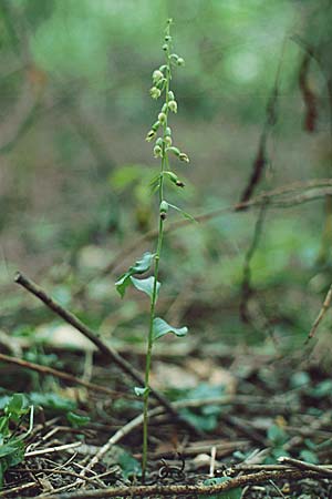 Epipactis fibri \ Biber-Ständelwurz / Beaver Helleborine, F  Vienne 29.7.2000 