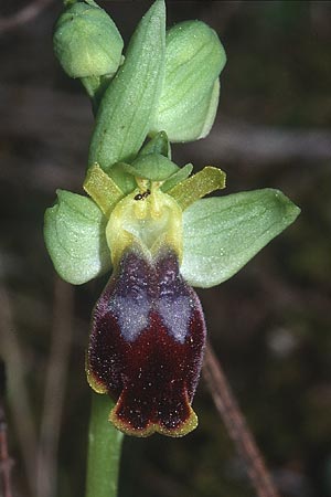 Ophrys bilunulata / Double-Crescent Bee Orchid, F  Biot 24.3.2001 