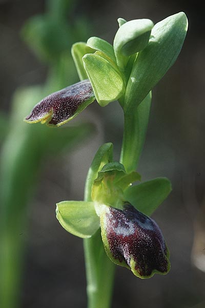 Ophrys delforgei \ Delforge-Ragwurz / Delforge's Ophrys, F  Martigues 11.3.2001 