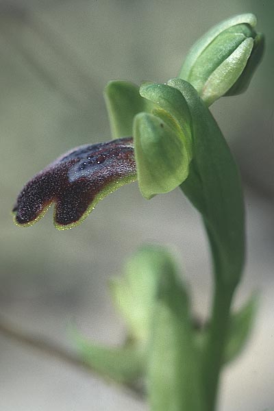 Ophrys delforgei \ Delforge-Ragwurz, F  Martigues 11.3.2001 