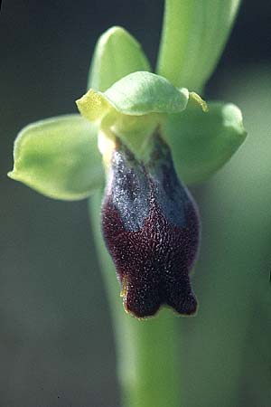 Ophrys delforgei \ Delforge-Ragwurz, F  Martigues 11.3.2001 