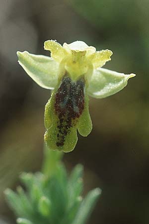 Ophrys delforgei \ Delforge-Ragwurz, F  Dept. Bouches-du-Rhone, Pelissanne 25.3.2001 