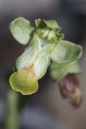 Ophrys delforgei \ Delforge-Ragwurz, F  Dept. Bouches-du-Rhone, Istres 13.4.2001 