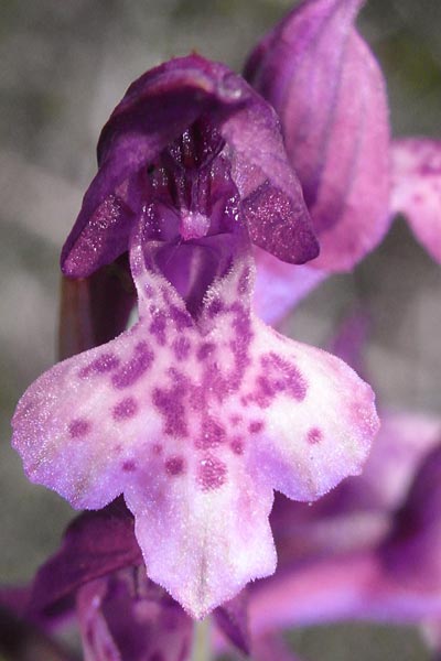 Anacamptis coriophora subsp. fragrans x palustris, F   Béziers 7.6.2009 (Photo: Helmut Presser)