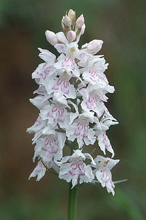 Dactylorhiza fuchsii \ Fuchssche Fingerwurz, Fuchssches Knabenkraut / Common Spotted Orchid, F  Dept. Gers, Auch 22.5.1990 