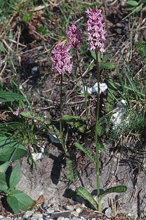 Dactylorhiza fuchsii \ Fuchssche Fingerwurz, Fuchssches Knabenkraut / Common Spotted Orchid, F  Lanslebourg 28.6.1998 