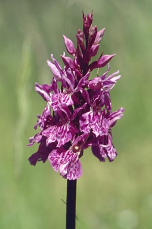 Dactylorhiza fuchsii \ Fuchssche Fingerwurz, Fuchssches Knabenkraut / Common Spotted Orchid, F  Le Rozier (Tarn) 6.6.2004 