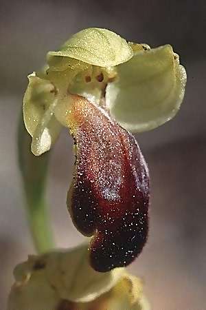 Ophrys delforgei x forestieri, F   Dept. Var, Flayosc 29.4.2002 