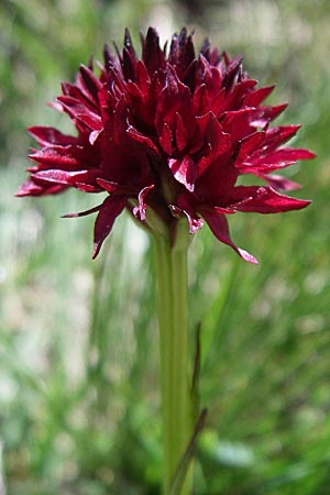 Nigritella austriaca subsp. iberica \ Spanisches Kohlröschen, F  Pyrenäen, Pas de la Casa 26.6.2008 