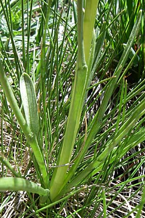 Nigritella austriaca subsp. iberica \ Spanisches Kohlröschen / Spanish Vanilla Orchid, F  Pyrenäen/Pyrenees, Pas de la Casa 26.6.2008 