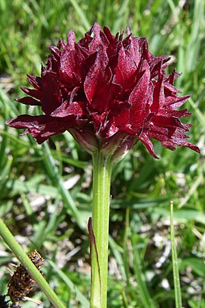 Nigritella austriaca subsp. iberica \ Spanisches Kohlröschen, F  Pyrenäen, Pas de la Casa 26.6.2008 