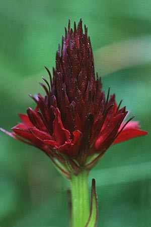 Nigritella gabasiana / Gabas Vanilla Orchid, F  Pyrenees, Aulus 2.7.1998 