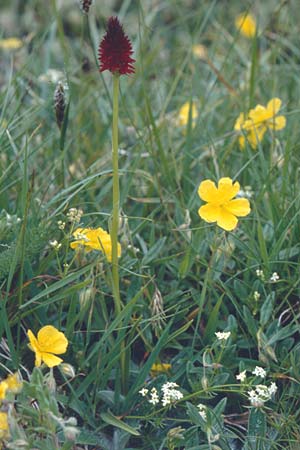 Nigritella austriaca \ Österreichisches Kohlröschen / Austrian Vanilla Orchid (gallica), F  Col de la Croix de Fer 14.7.1995 