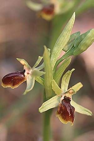 Ophrys araneola \ Kleine Spinnen-Ragwurz / Small Spider Orchid, F  Gâtinais 31.3.2003 