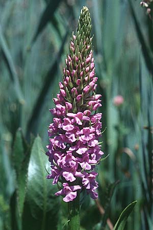 Gymnadenia conopsea subsp. densiflora \ Dichtblütige Händelwurz / Dense-Flowered Fragrant Orchid, F  Le Monetier les Bains 29.6.1998 