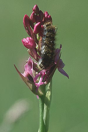 Gymnadenia conopsea s.l. \ Mücken-Händelwurz / Common Fragrant Orchid (mit der Raupe eines Bärenspinners / with Arctiidae caterpillar), F  Causse du Larzac 5.6.2004 