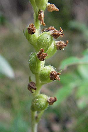 Goodyera repens \ Kriechendes Netzblatt, F  Pyrenäen, Eyne 9.8.2006 