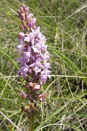 Gymnadenia conopsea subsp. pyrenaica / Pyrenean Fragrant Orchid, F  Lapanouse-de-Cernon 31.5.2009 