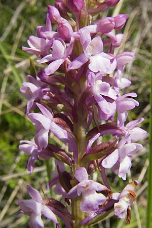 Gymnadenia conopsea subsp. pyrenaica \ Pyrenäen-Händelwurz / Pyrenean Fragrant Orchid, F  Lapanouse-de-Cernon 31.5.2009 