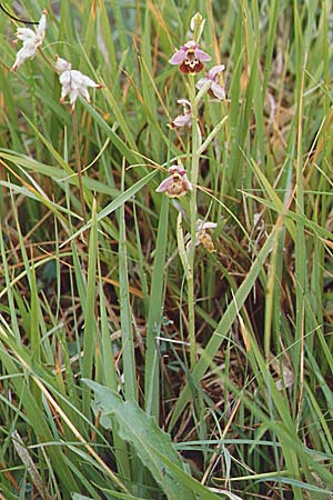Ophrys gresivaudanica \ Grésivaudan-Ragwurz, F  Allevard 28.6.1998 
