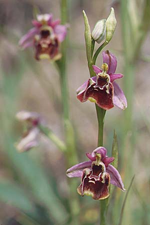 Ophrys gresivaudanica \ Grésivaudan-Ragwurz, F  Allevard 28.6.1998 