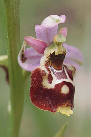 Ophrys gresivaudanica \ Grésivaudan-Ragwurz / Grsivaudan Bee Orchid, F  Allevard 28.6.1998 