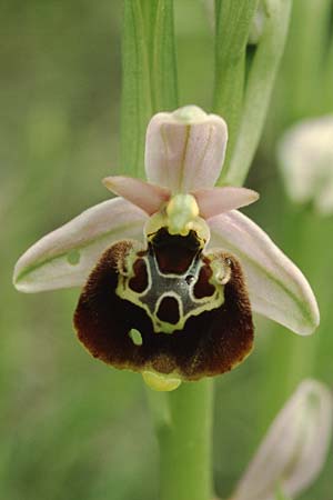 Ophrys fuciflora subsp. demangei \ Drome-Hummel-Ragwurz / Drome Late Spider Orchid, F  Chambery 4.5.2004 