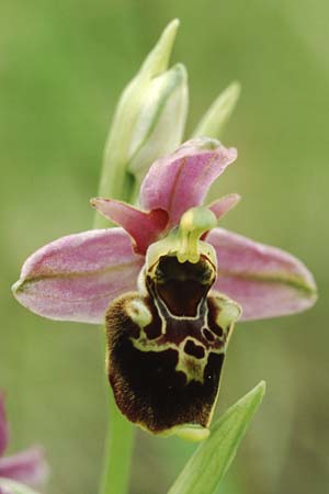 Ophrys fuciflora subsp. demangei \ Drome-Hummel-Ragwurz / Drome Late Spider Orchid, F  Chambery 4.5.2004 
